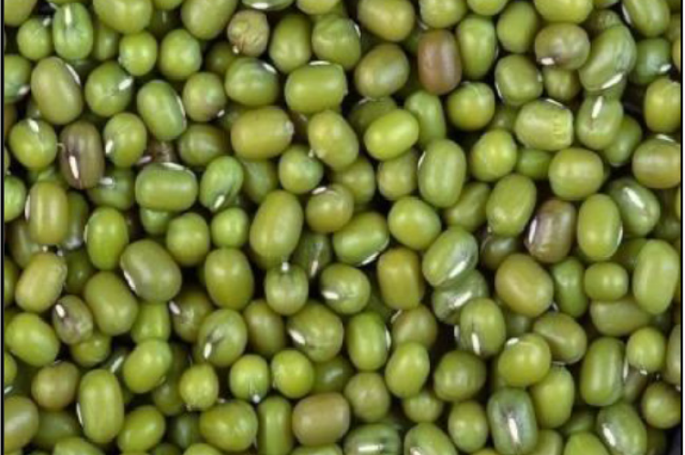 Phaseolus radiatus beans or mungbeans. (Source: https://en.wikipedia.org/wiki/Mung_bean)